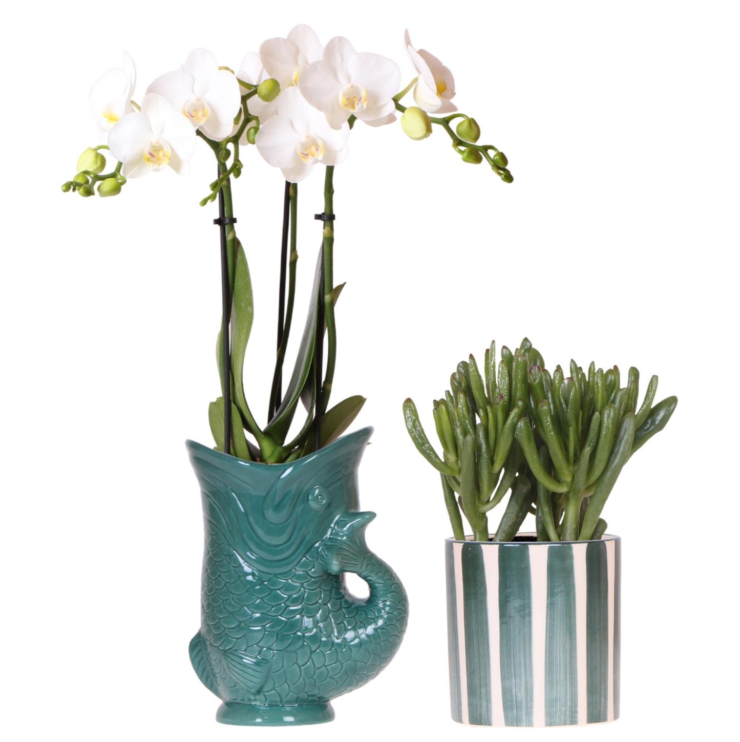 White Amabilis Orchid in Green Fish Pot and Succulent + Green + Striped Pot - Pot Size 9cm