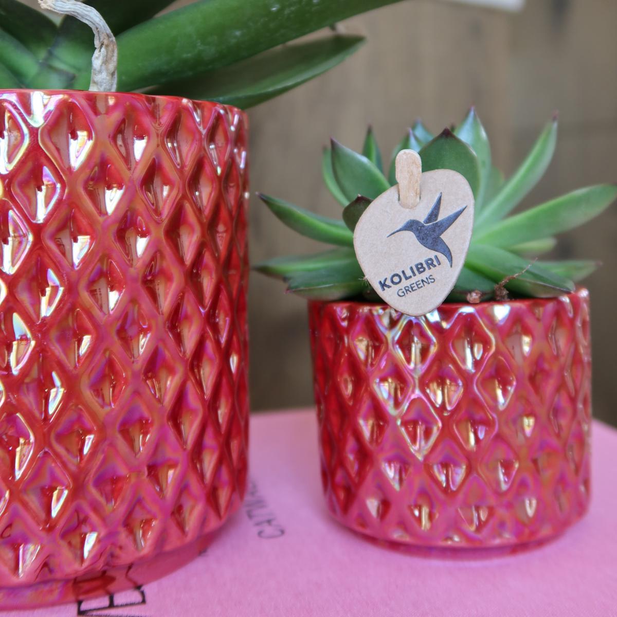 Red Orchid Congo + Pearl Red Pot Size 9cm