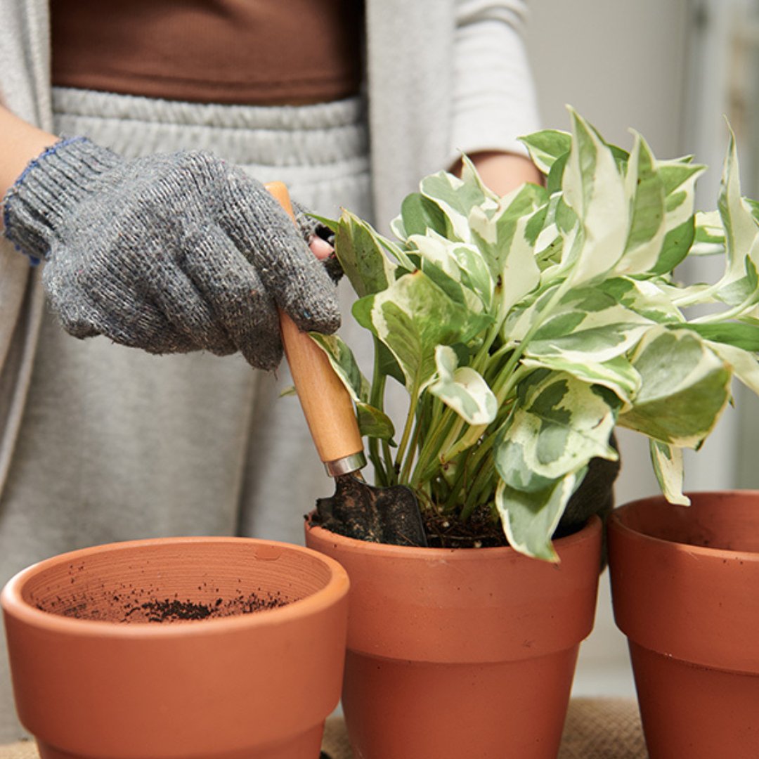 Levende planten