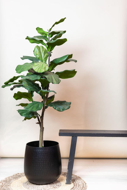 Artificial Tree - Ficus Lyrata - Tabacco Tree - 100 cm up to 180 cm