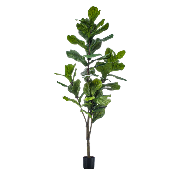 Planta Artificial – Ficus Lyrata - 150 cm