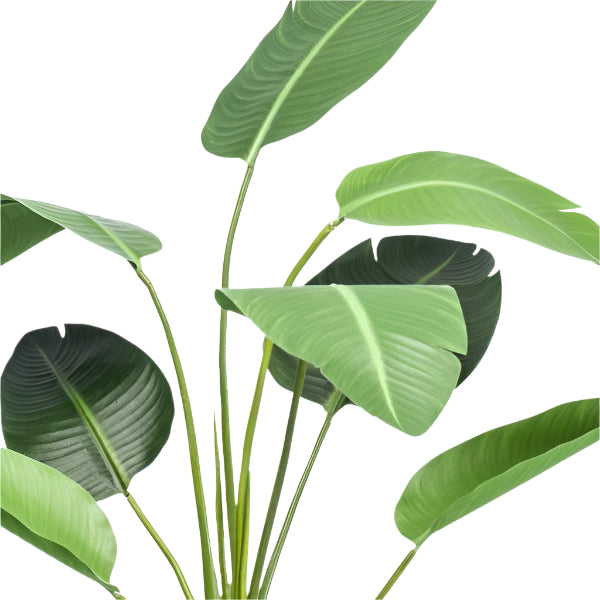 Planta artificial – Strelitzia Nicolai – Ave del paraíso – 120 cm