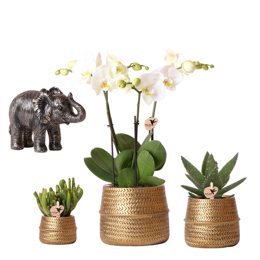 Plant Set Groove - White Orchid Ghent + Succulents incl. Ceramic Decorative Pots