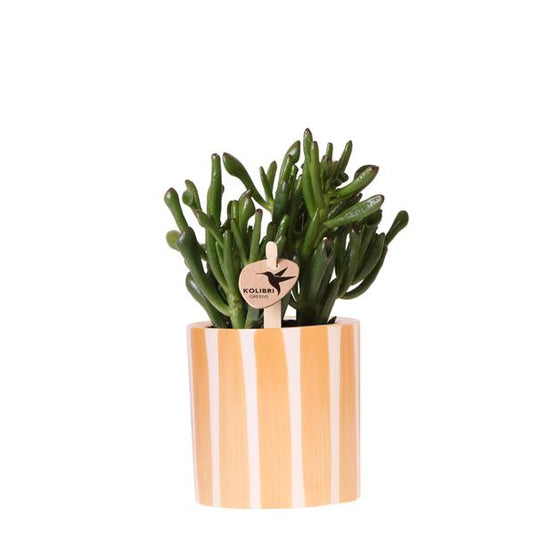 Succulent Crassula Hobbit + Painted Stripe Pot - Orange - 9cm