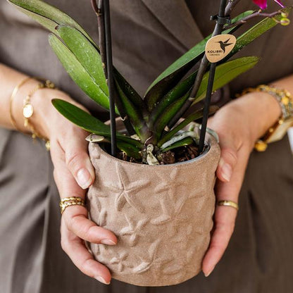 Decoratieve pot in de vorm van een zeester - zand - 9 cm