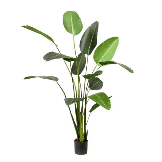 Artificial Plant - Strelitzia Nicolai - Bird of Paradise - 230 cm