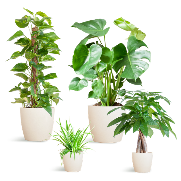 Easy Care Plantenbak – Medium + Witte Vibers Pot