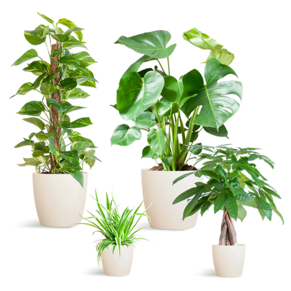 Easy Care Plantenbak – Medium + Witte Vibers Pot