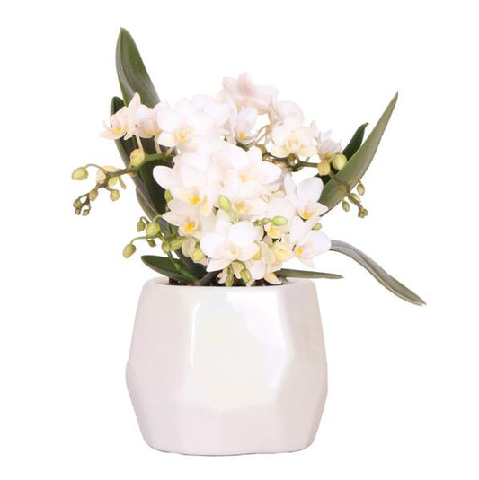 Maceta Nazaré Orquídea Blanca + Travertino Perlado - 9 cm