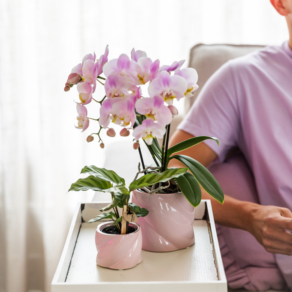 Green Plant - Calathea - 6cm