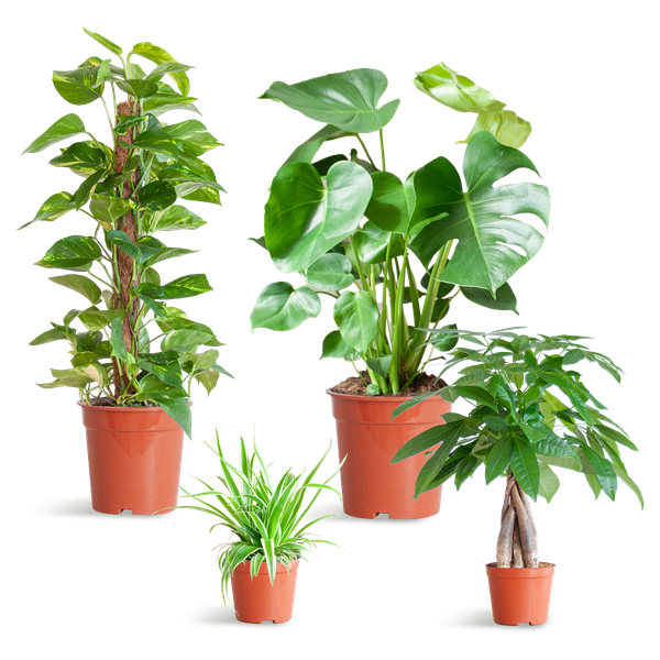 Easy Care Plantenbak - Medium, Geen Decoratieve Potten