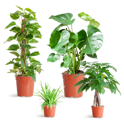 Easy Care Plantenbak - Medium, Geen Decoratieve Potten