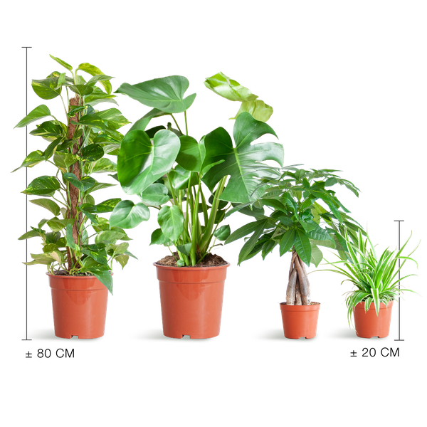 Easy Care Plantenbak - Medium, Geen Decoratieve Potten