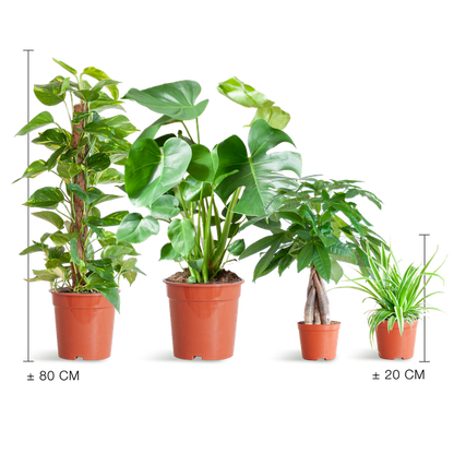 Easy Care Plantenbak - Medium, Geen Decoratieve Potten