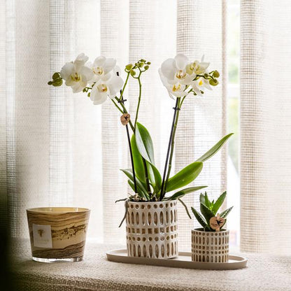 Juego de plantas Le Chic: orquídea blanca y suculenta