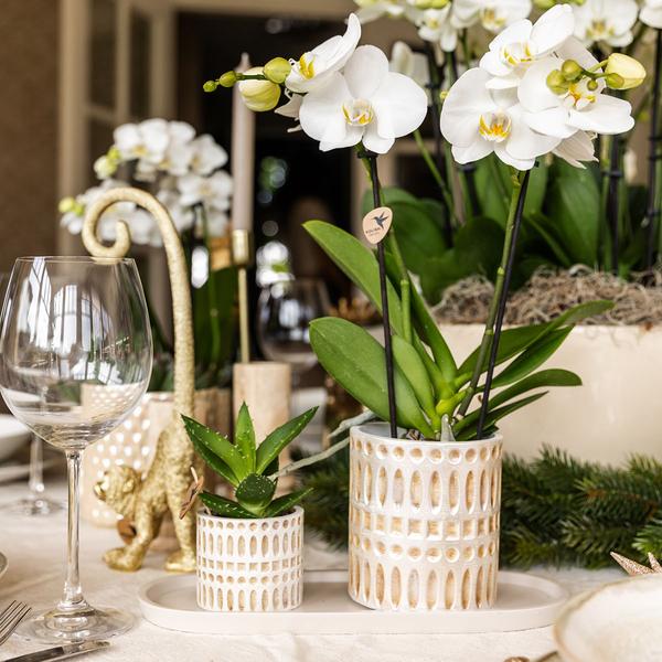 Juego de plantas Le Chic: orquídea blanca y suculenta