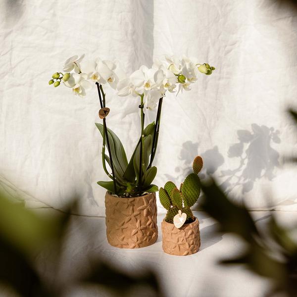 Decoratieve pot in de vorm van een zeester - zand - 9 cm