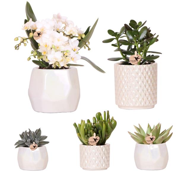 Set of Plants + Decorative Pearl Pots for Table Decoration at Dinner - Pot Sizes 9cm & 6cm