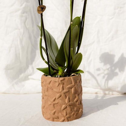 Decoratieve pot in de vorm van een zeester - zand - 9 cm