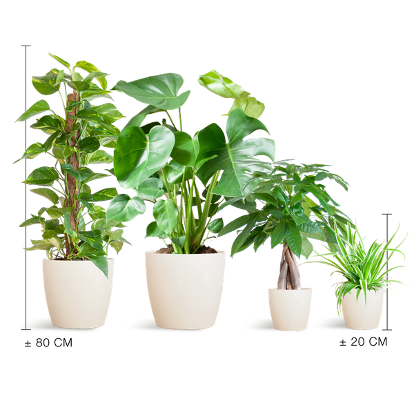 Easy Care Plantenbak – Medium + Witte Vibers Pot