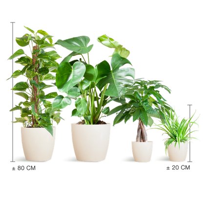 Easy Care Plantenbak – Medium + Witte Vibers Pot