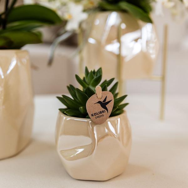 Set of Plants + Decorative Pearl Pots for Table Decoration at Dinner - Pot Sizes 9cm & 6cm