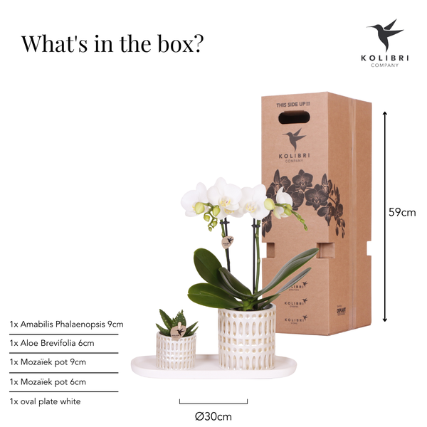 Juego de plantas Le Chic: orquídea blanca y suculenta