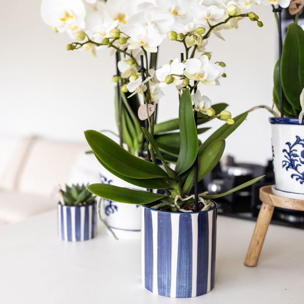 Painted Stripe Pot - Blue - 9cm