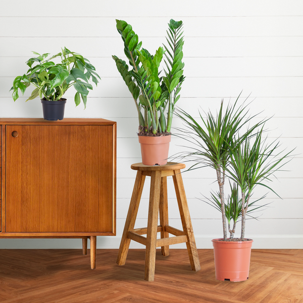 Shadow Plant Box - No Decorative Pot