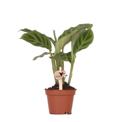 Green Plant - Calathea - 6cm