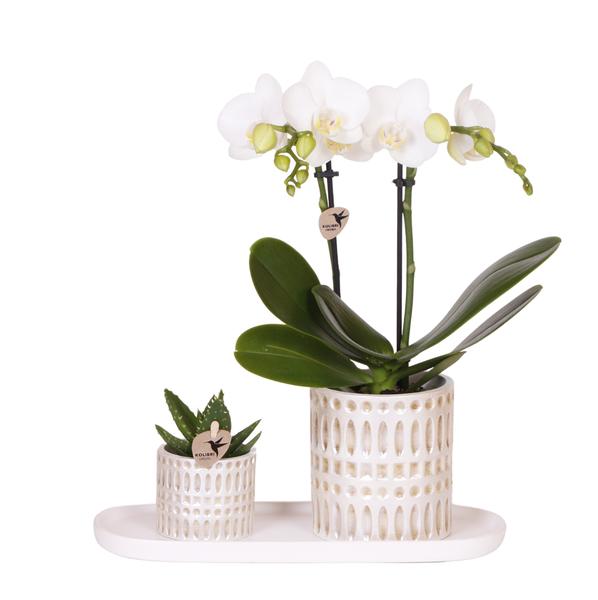 Juego de plantas Le Chic: orquídea blanca y suculenta