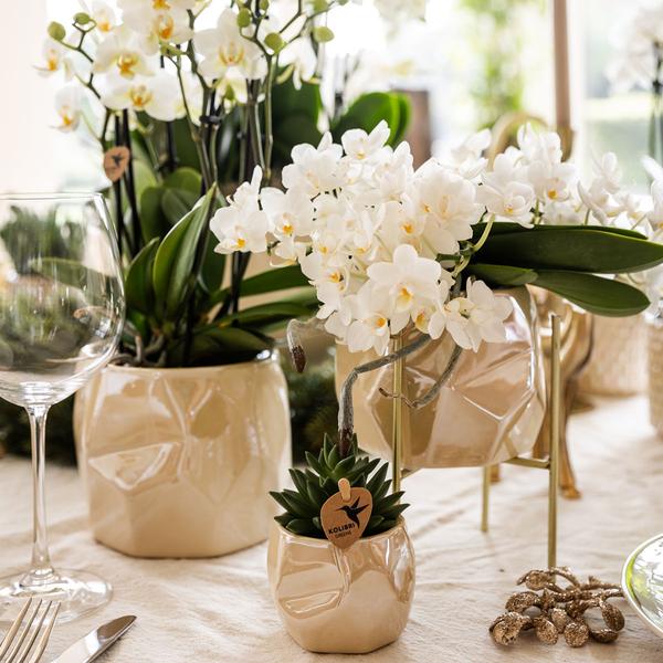 Set of Plants + Decorative Pearl Pots for Table Decoration at Dinner - Pot Sizes 9cm & 6cm