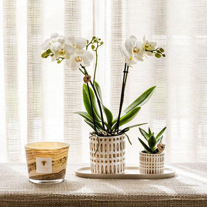 Juego de plantas Le Chic: orquídea blanca y suculenta