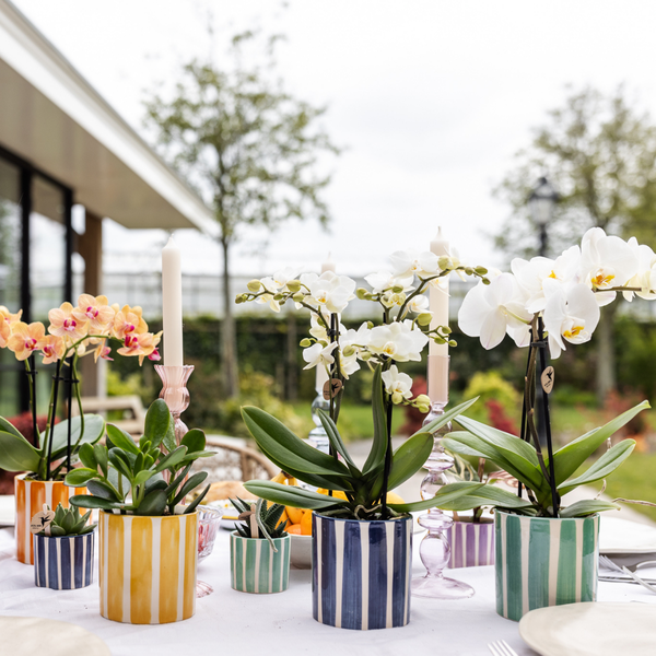 Painted Stripe Pot - Blue - 9cm