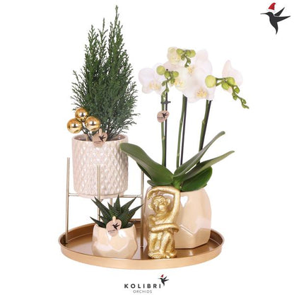 Set de plantas navideñas: orquídea, mini árbol de Navidad y suculenta en macetas de cerámica