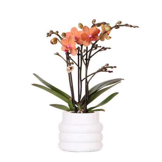 Orange Orchid Bolzano + Bubble pot white - pot size 9cm