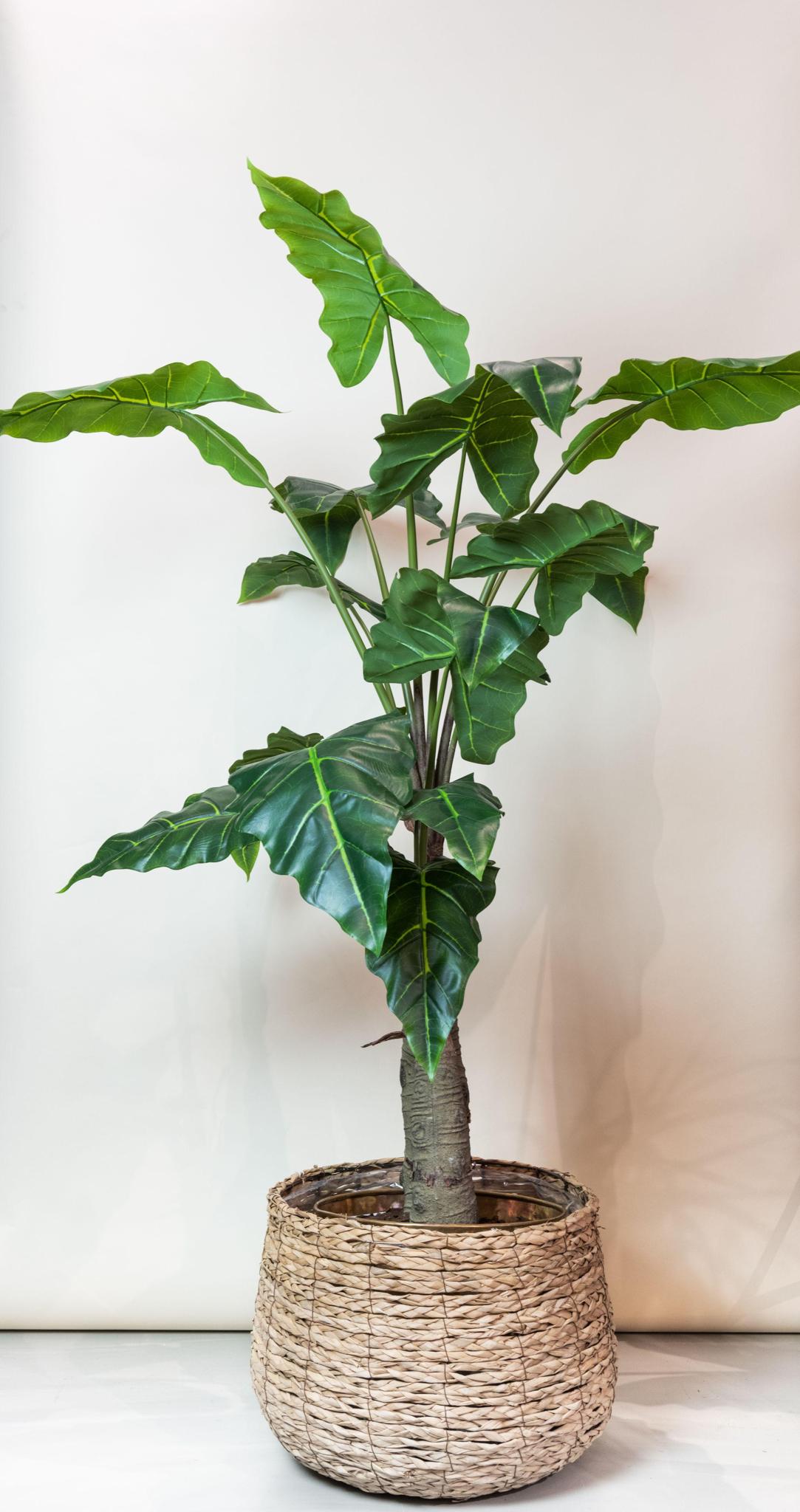 Kunstplant - Alocasia - Olifantsoorplant - 150 cm