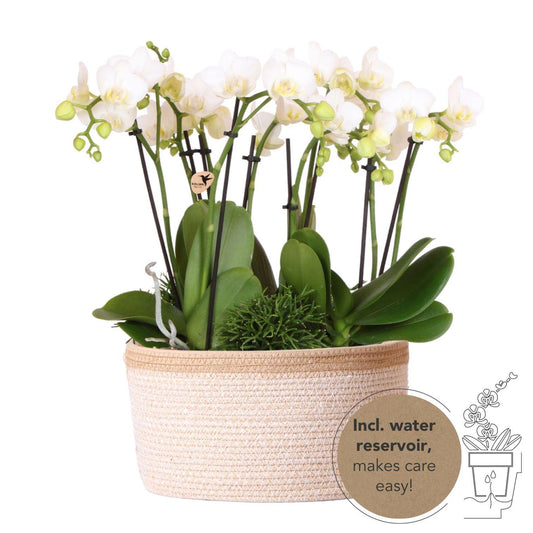 White plant set in Cotton Basket - 3 white Orchids Amabilis 9 cm + 3 green plants - Jungle Bouquet white + self-sufficient water reservoir.