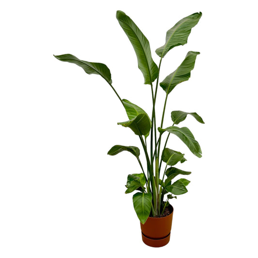 Strelitzia Nicolai + Elho Greenville Round brown - 180 cm - 30 cm