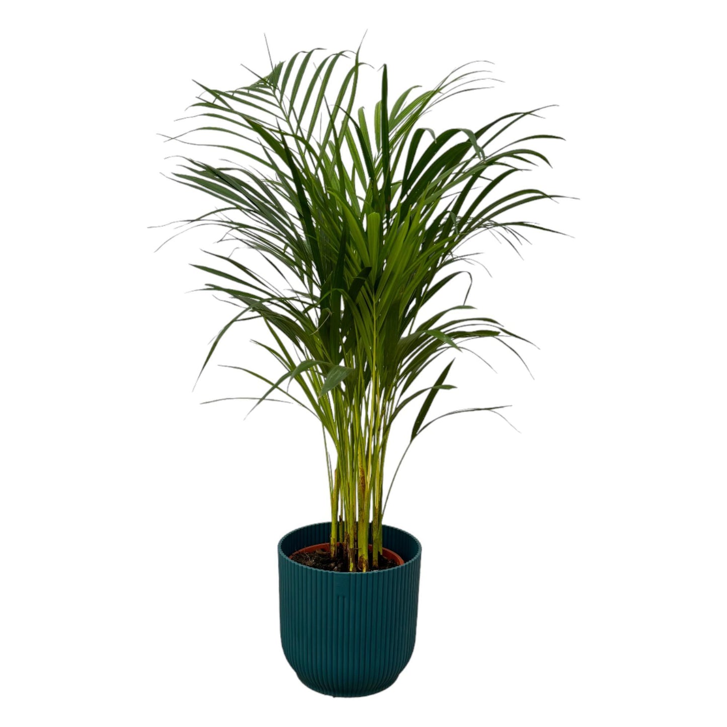 Palmera areca - Altura 85 cm + Maceta redonda plegable Elho Vibes - Azul D22xH20