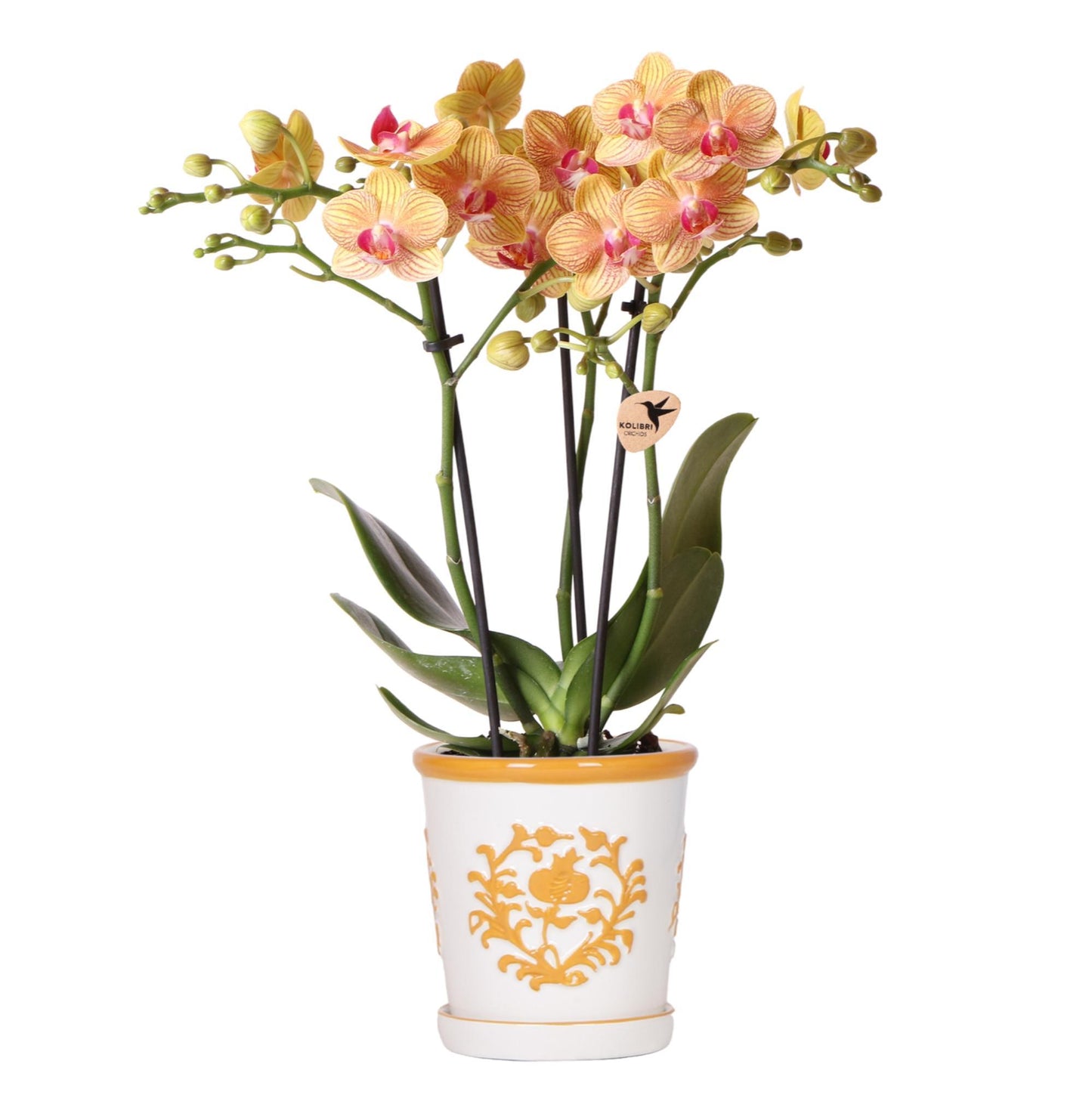 Oranje Orchidee Jamaica + Oranje Malaga Pot - Potmaat 9cm