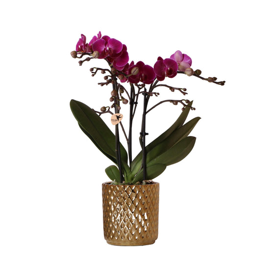 Paarse Orchidee - Morelia + Diamond pot goud - potmaat 9cm - 35cm hoogte