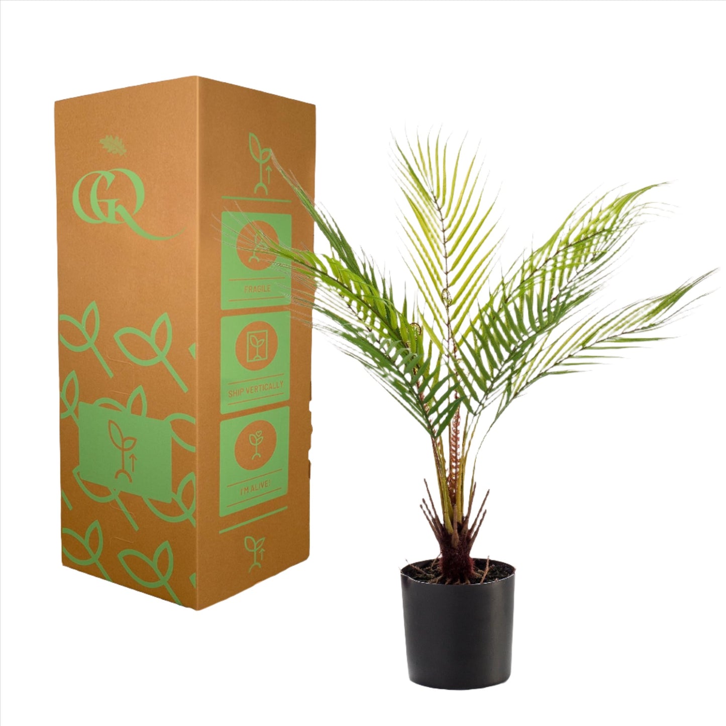 Artificial Plant - Chamaedorea Elegans - Berg Palm - 50 cm up to 85 cm