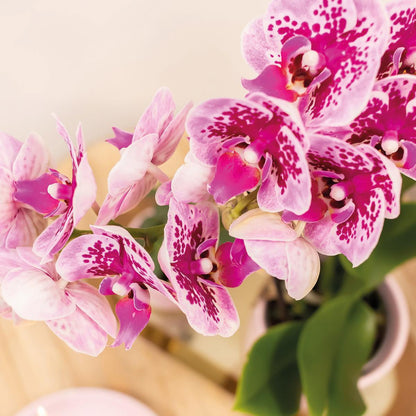 COMBI DEAL of 4 Pink Purple Orchids - pot size 9cm