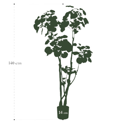 Artificial Plant - Polyscias - Aralia - 140 cm