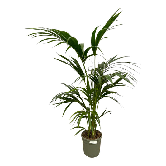 Kentia Palmboom - Hoogte 130 cm - Potmaat 21cm