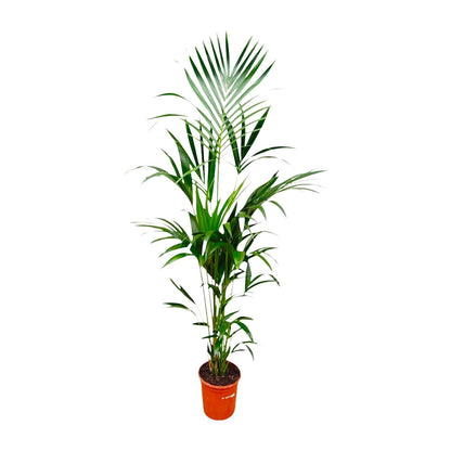 Kentia Palmboom - Hoogte 180cm - Potmaat 24