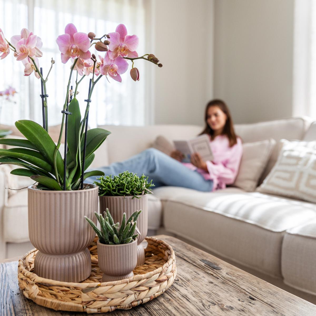 COMBI DEAL of 2 Pink Orchids - Treviso - pot size 12cm