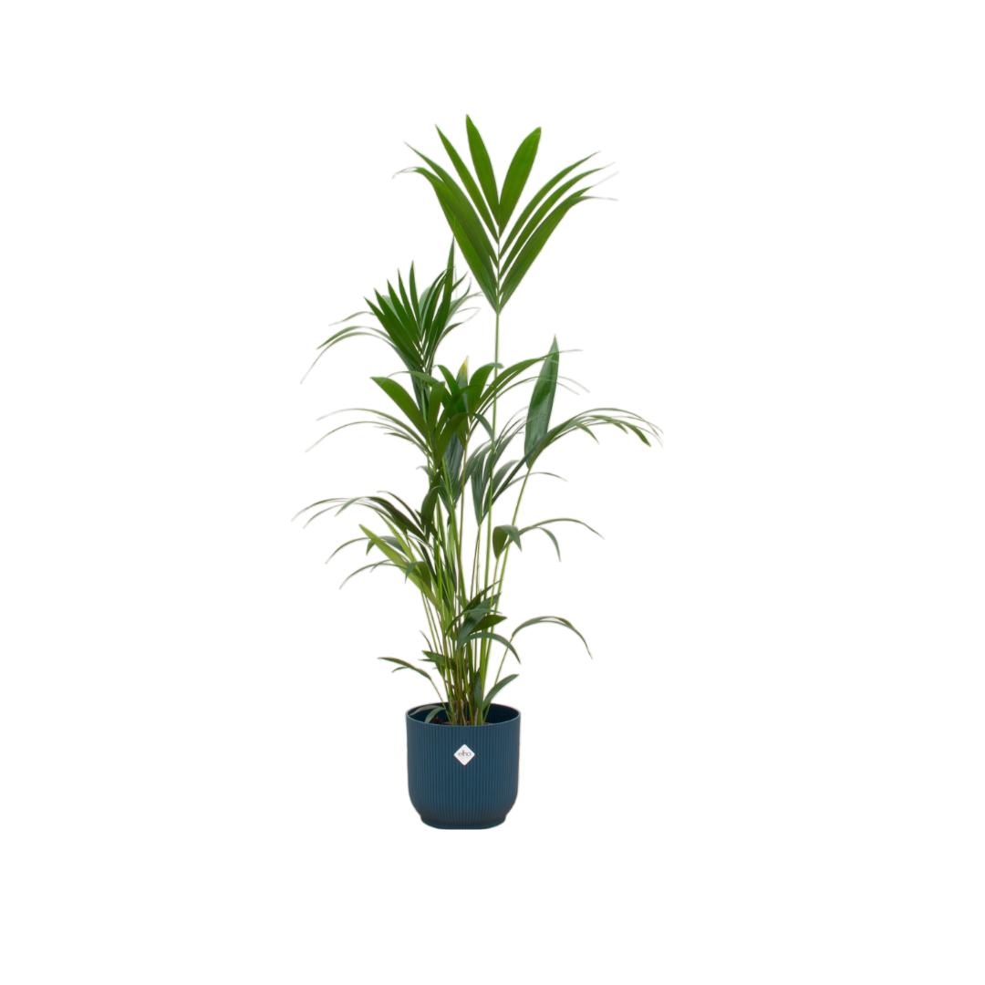 Kentia Palm + Elho Vibes Fold Round azul - 160 cm - 30 cm