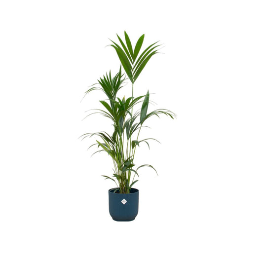 Kentia palm + elho Vibes Fold Rond blauw - 160 cm - 30